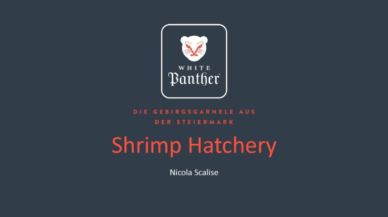 Nicola Scalise presenting Shrimp Hatchery