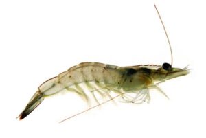 vannamei shrimp