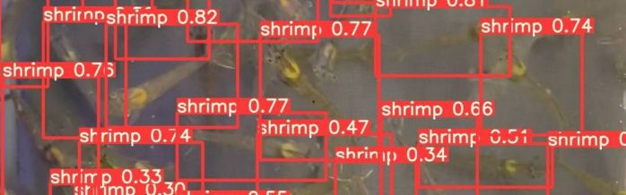 shrimp-couting-software