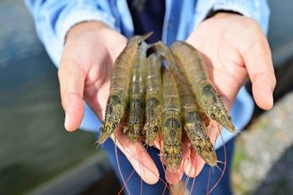 whiteleg-shrimp-panaeus-vannamei
